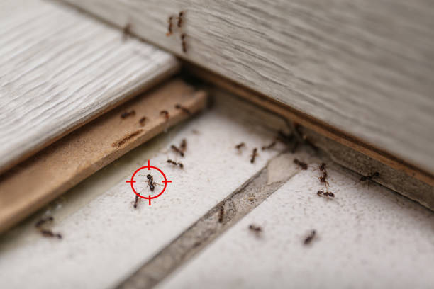Wildlife Control Services in Springtown, TX