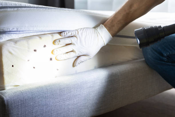 Best Cockroach Control Services  in Springtown, TX