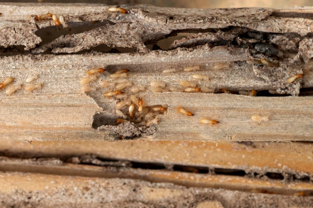 Best Affordable Pest Control Services  in Springtown, TX